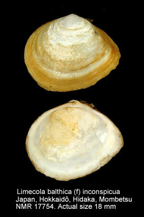 Limecola balthica (f) inconspicua.jpg - Limecola balthica (f) inconspicua(Broderip & Sowerby,1829)